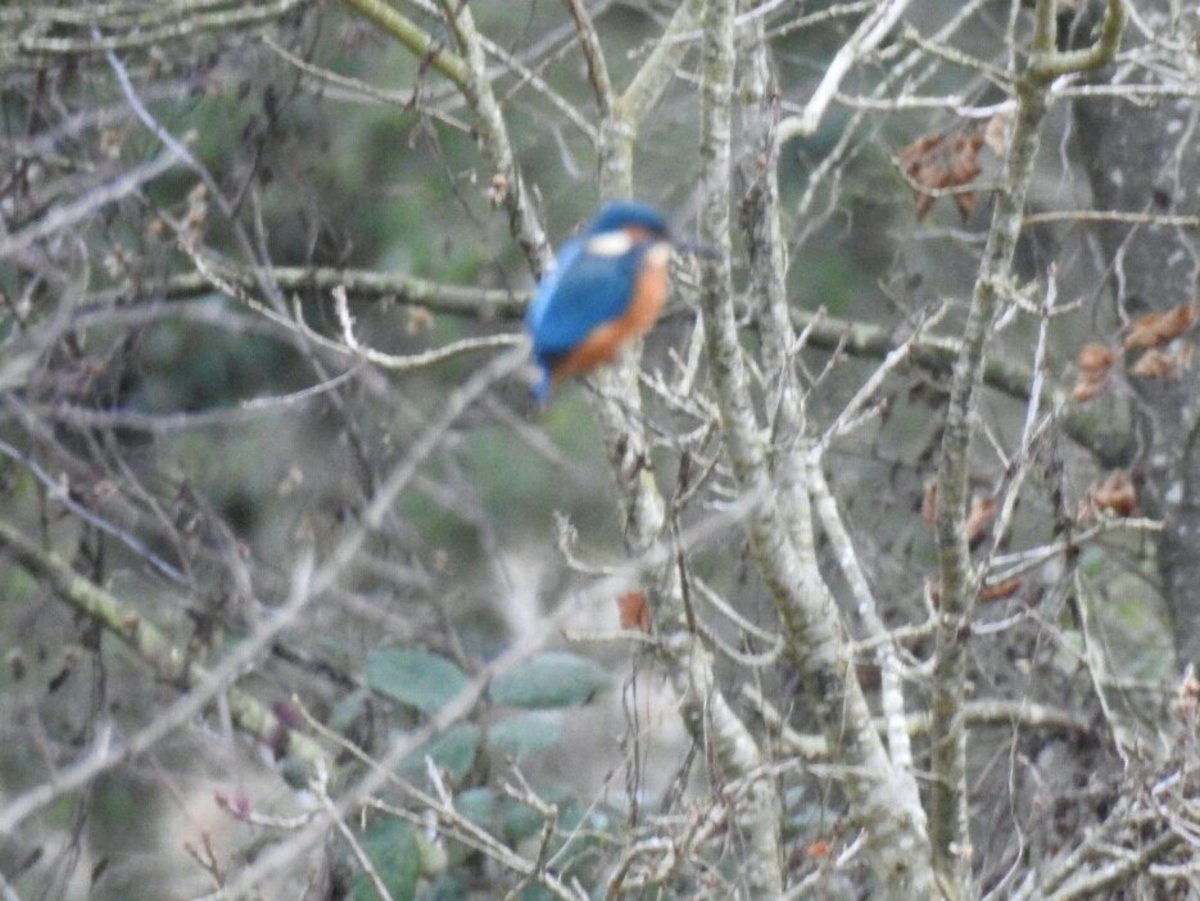 Here's my hastily taken photograph of the Kingfisher I saw. It was gone in a flash so apologies for the poor quality.