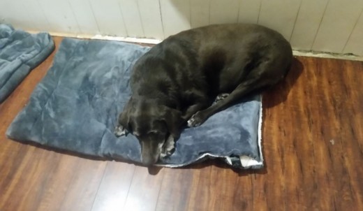 Dog instantly loved new bedding.