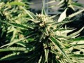 Michigan Medical Marijuana