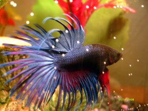 Betta Fish