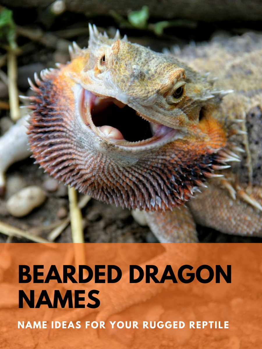 Bearded Dragon Morphs Chart