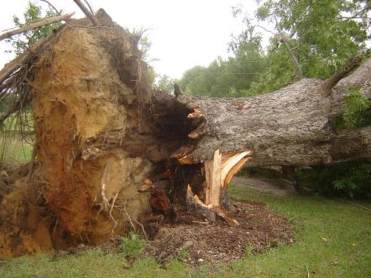 Uprooted Tree