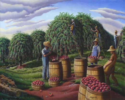 Harvesting Apple