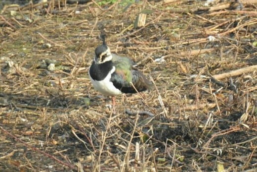 This Northern Lapwing was one of many that were to be seen on the scrapes that characterise the southern area of the lake.