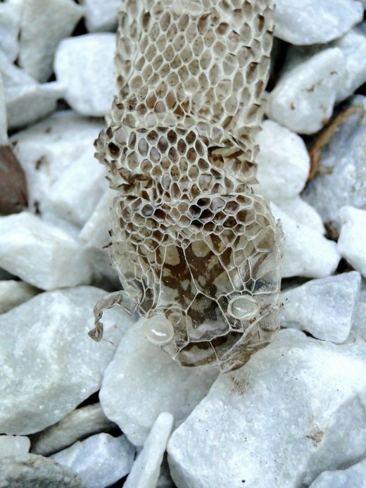 Reptile Life