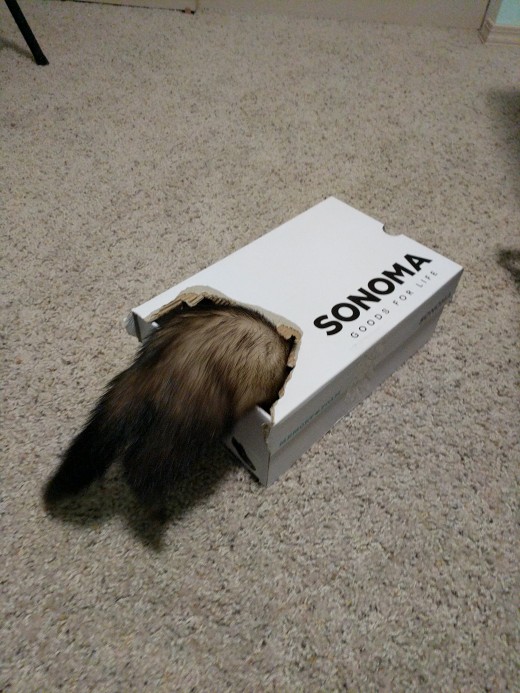 A shoe box with a hole will become the hiding spot of choice for many a ferret!