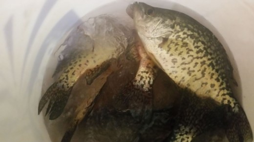 Same Crappie with buddies