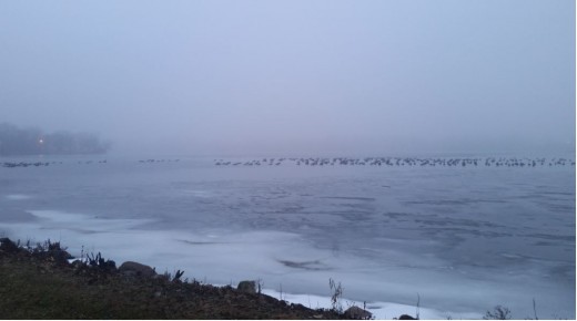 birds sitting on frozen lake