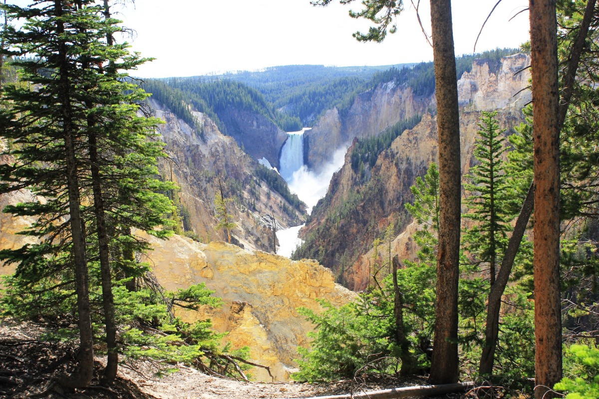 Lower Yellowstone Falls from Artist Point @ Yellowstone National Park