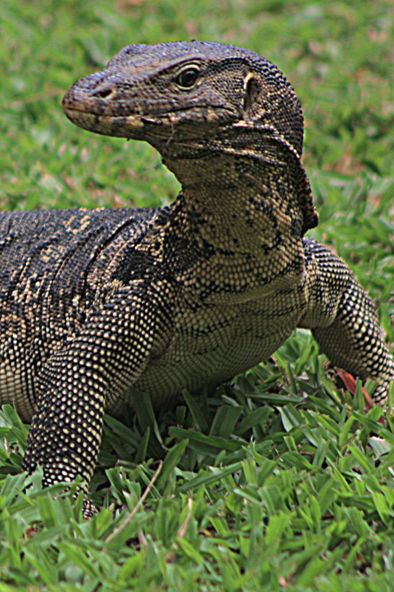 Monitor Lizards In The Philippines