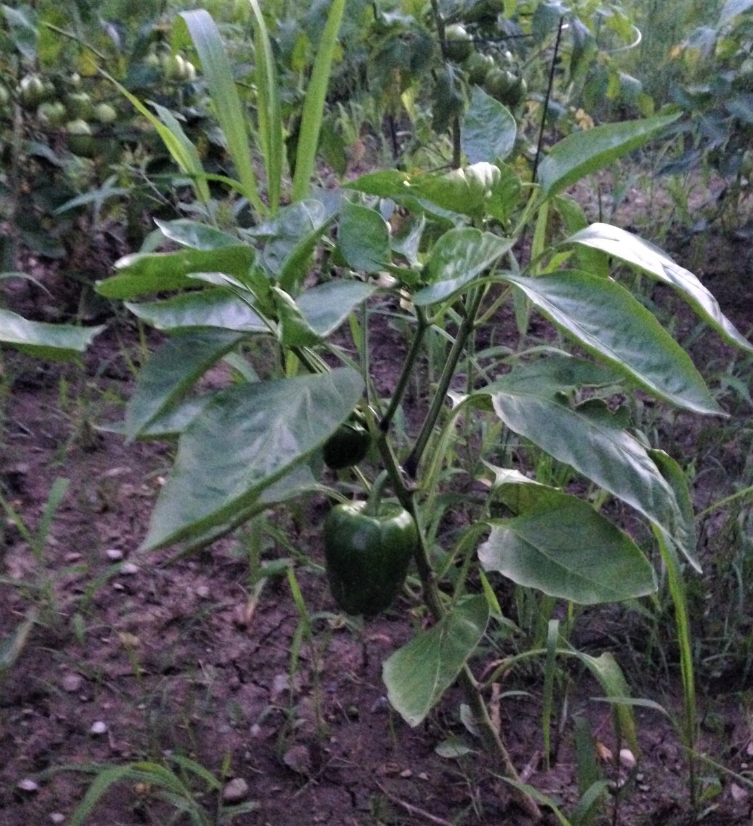Planting Peppers In Your Ohio Garden Dengarden