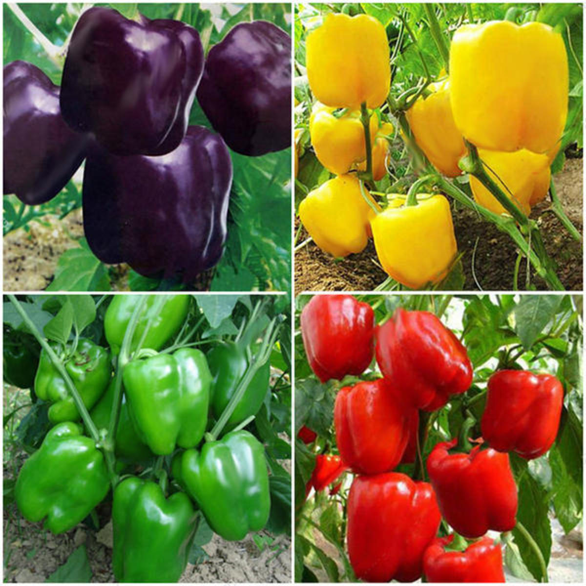 Planting Peppers In Your Ohio Garden Dengarden