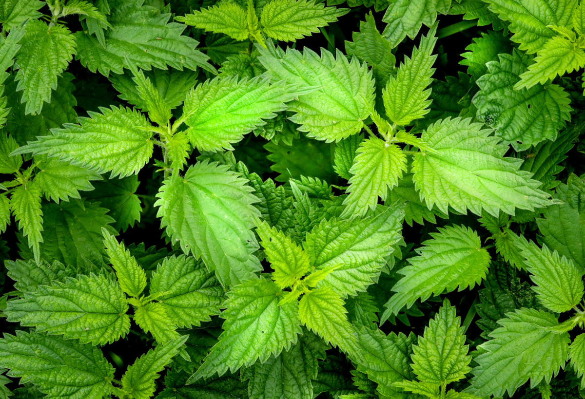 Nettles (Urtica dioica) can be used to help ease the symptoms of seasonal allergies.