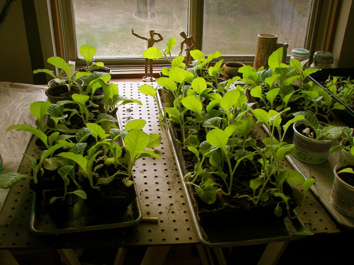Képtalálat a következőre: „tobacco plant seedling”