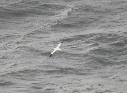 A couple of photos of Northern Gannets that flew past Bempton Cliffs during our short visit.