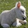Shepherd's Lamb profile image