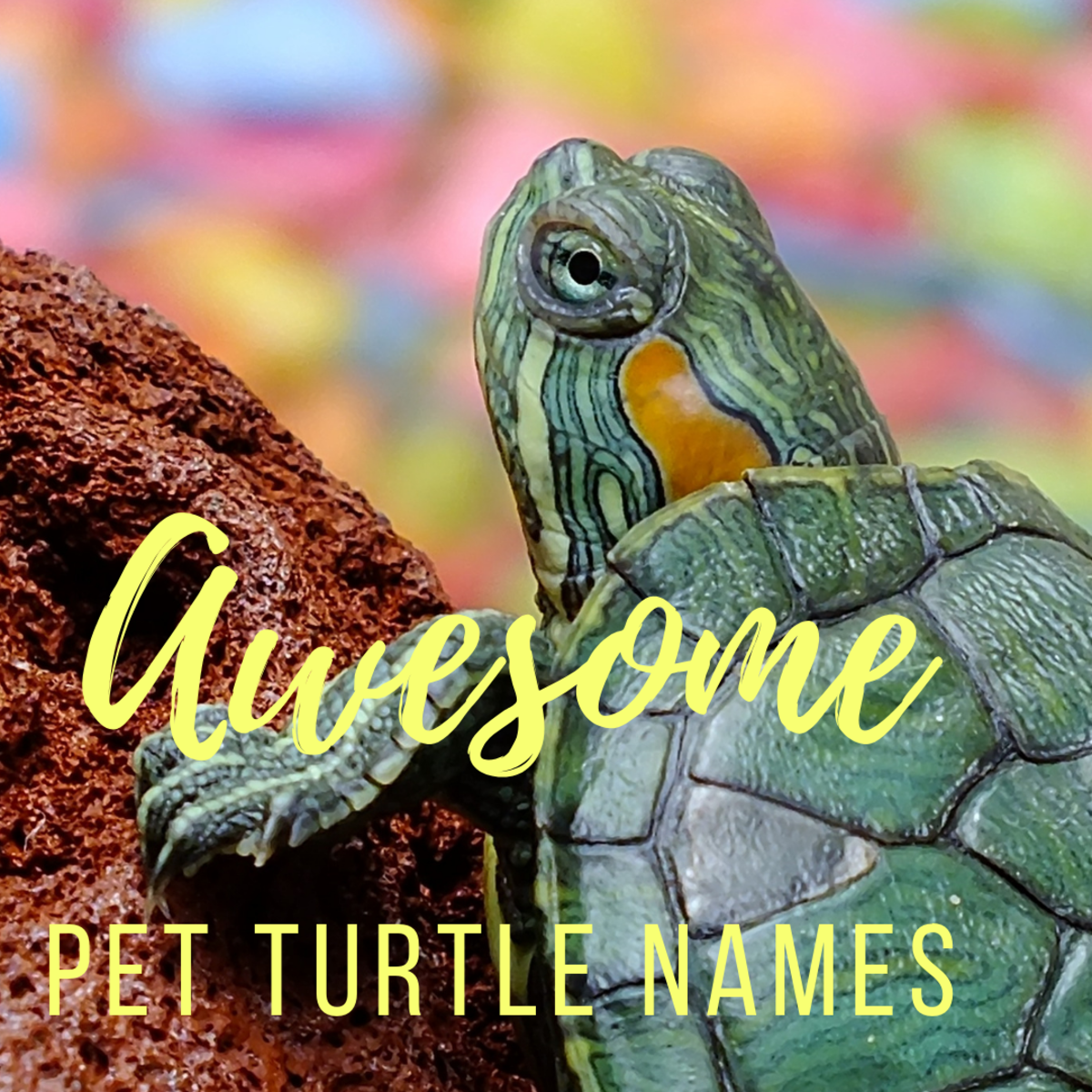 100 Awesome And Fun Pet Turtle And Tortoise Names Pethelpful By Fellow Animal Lovers And Experts,Moroccan Mint Tea Set