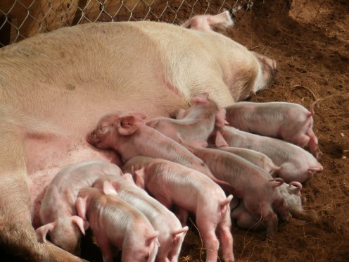 A litter of pigs for the settlers