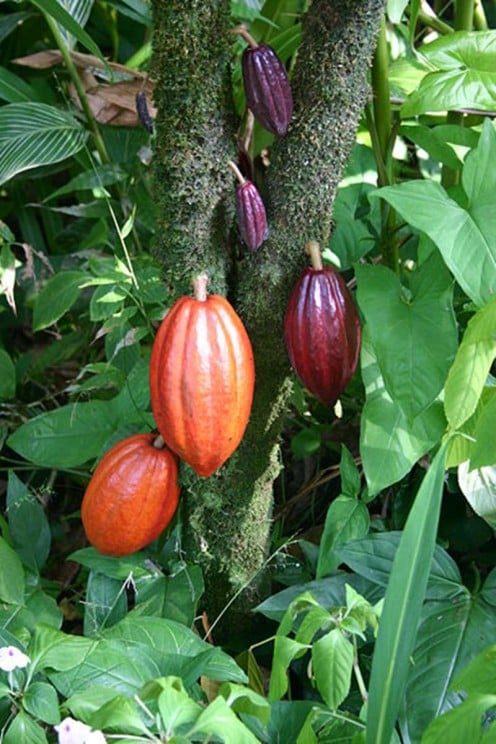 A Picture of the Cocoa Pod From Which Chocolate is Made