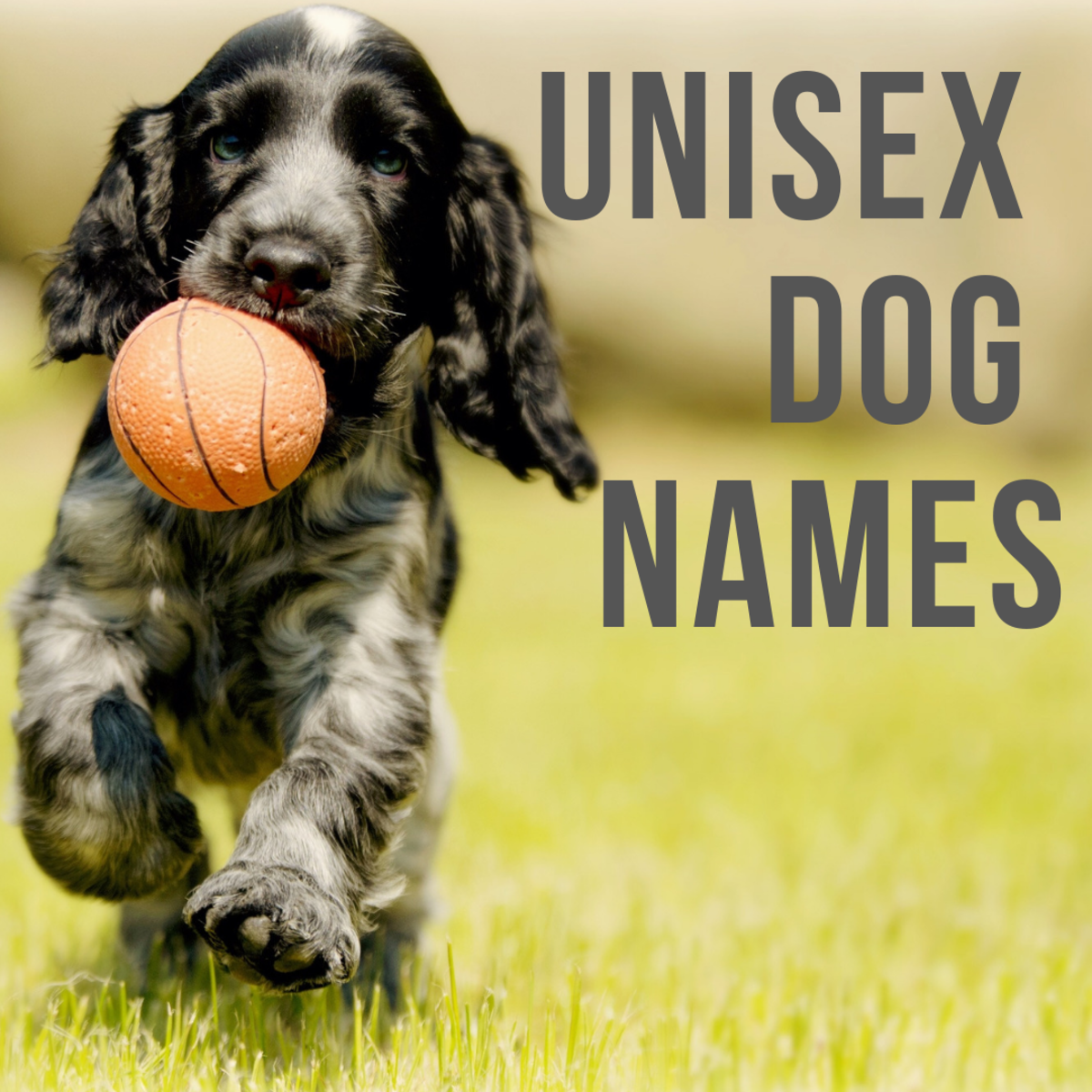 100 Unisex Dogs Names That Work For Both Male Female Pets