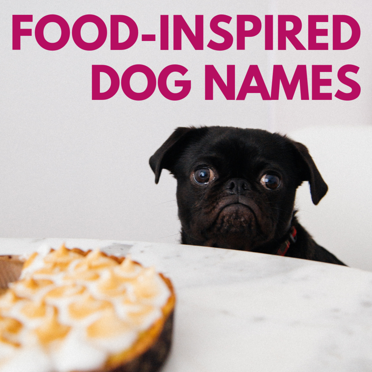 200 Adorable Delicious Food Inspired Dog Names For Foodies