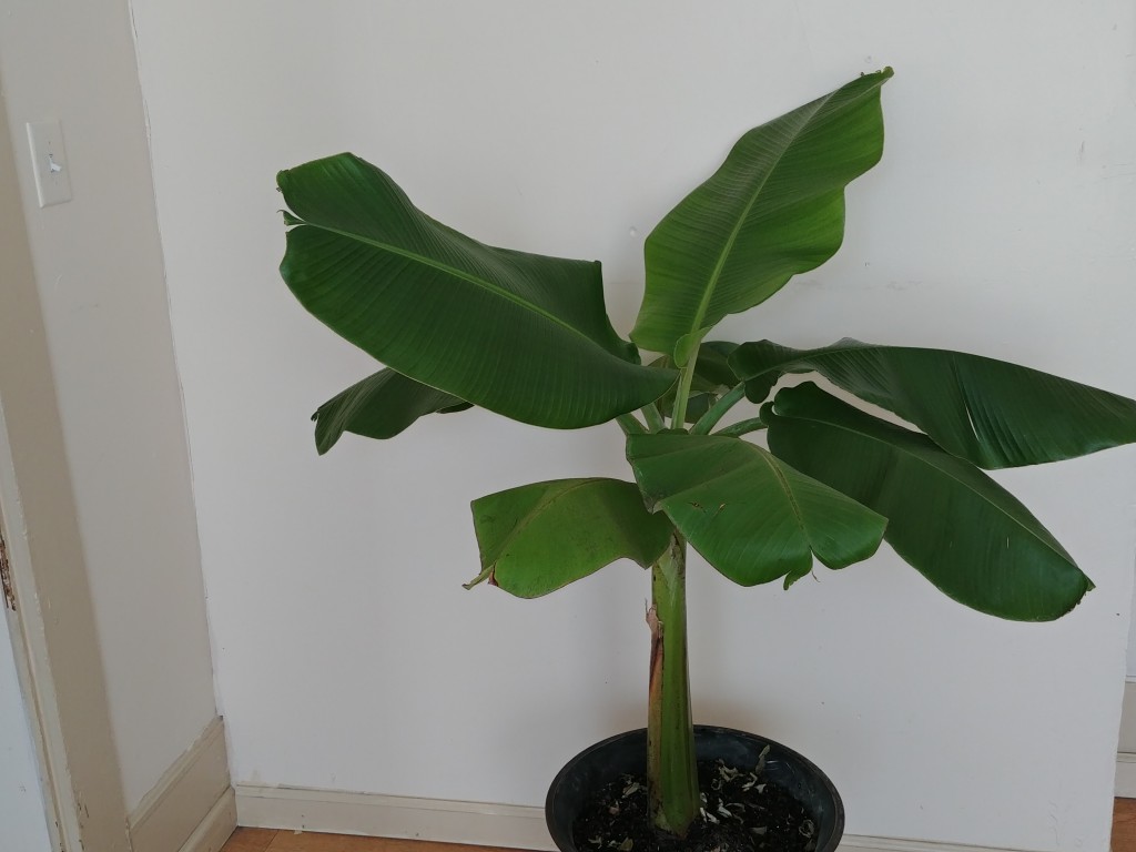 How to Grow the Namwah Banana | HubPages