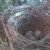 First photo taken of Nest