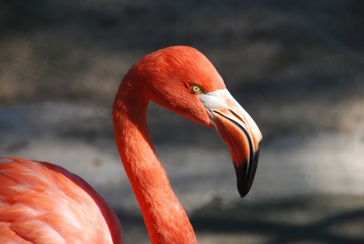 The familiar pink Flamingo. 