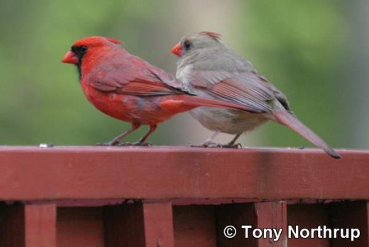 A Male and Female Cardinal Bird   Courtesy of Tony Northrup