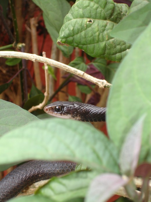 Photo By: Sharing Insight-        The Native Floridian Black Racer Snake Within Our Front Yard Shrub