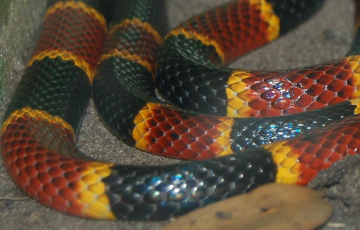 Deadly Coral Snake Information and Photos of Other Poisonous Snakes in