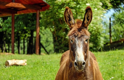 Mule Fact: did you know that a mule's hearing is the same as a cat's hearing?