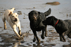 Racing labradors