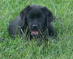 Cheeky Labrador pup in the grass