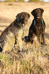 2 very happy and very dirty Labradors.  Oh bliss!
