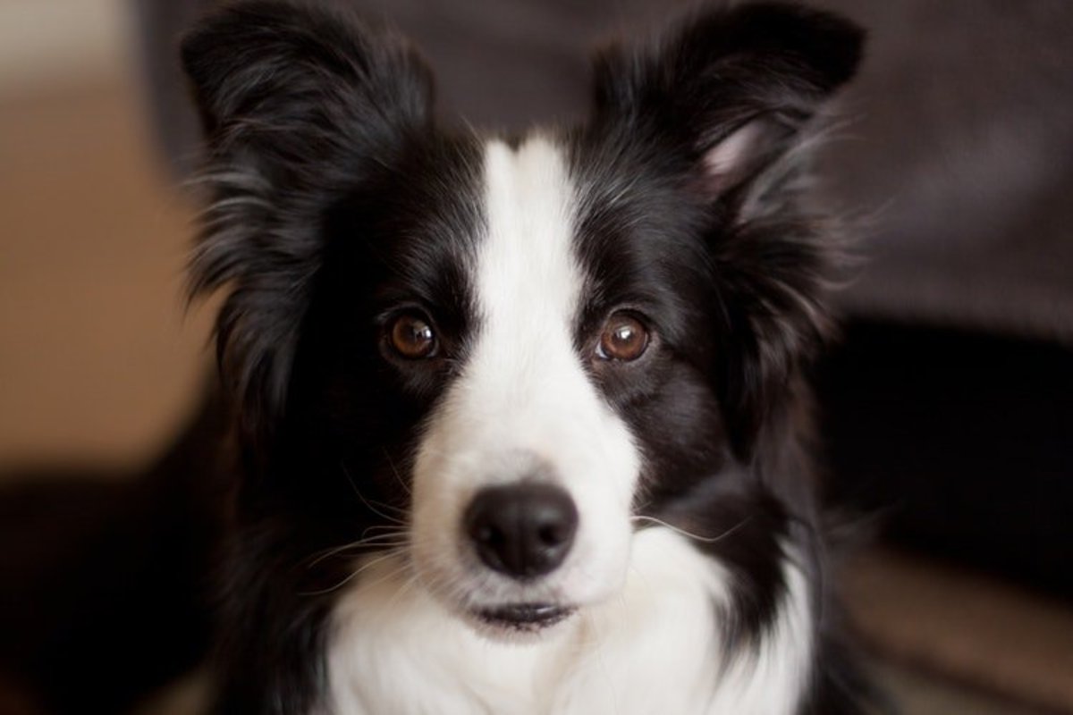 Your Guide to Border Collie Coat Colours PetHelpful