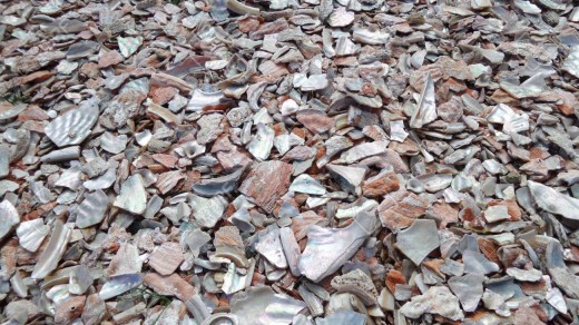 The photo above shows crushed oyster shells. They make a great amendment to any soil structure and acts as natural lime which helps balance PH. It is used mainly as a calcium additive. Oysters are mined which takes away veganic classification.