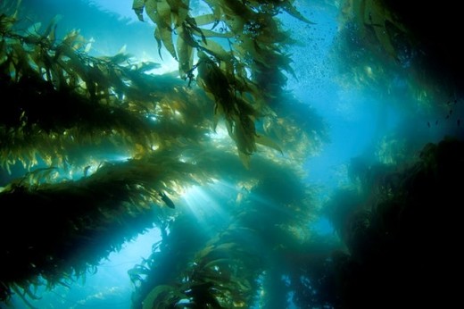 Kelp is an algae that surrounds our coastal regions acting as a food forest and home to local wildlife.