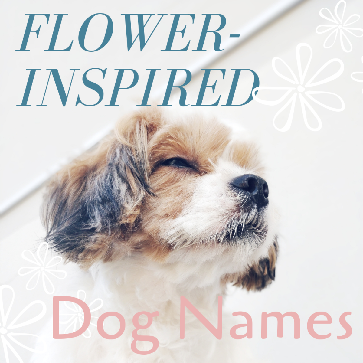 150 Beautiful Flower Names For Dogs Pethelpful By Fellow Animal Lovers And Experts,Types Of Window Coverings For Sliding Glass Doors