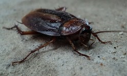 Phobias; the Black Cockroaches.