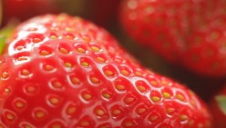 The Best Life Hack Guide to Grow and Propagate Strawberries Quick and Easy