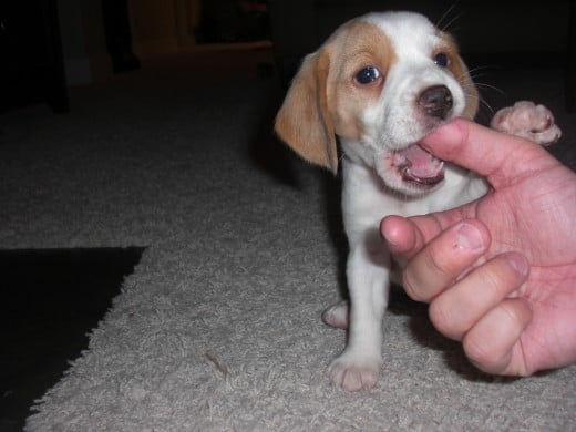 Puppies chewing on you can be cute, but it can develop bad habits.