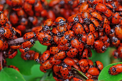 Ladybugs have been a go-to for many pervasive pest problems throughout history and is currently used outdoors in agriculture and indoors.