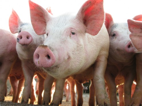 The hogs were to be divided among the families