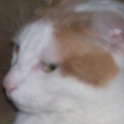 sweetstuff profile image