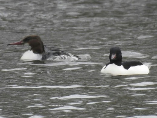 Two of the 5 Common Mergansers (Goosander) present on Elmdon Lake during my visit.