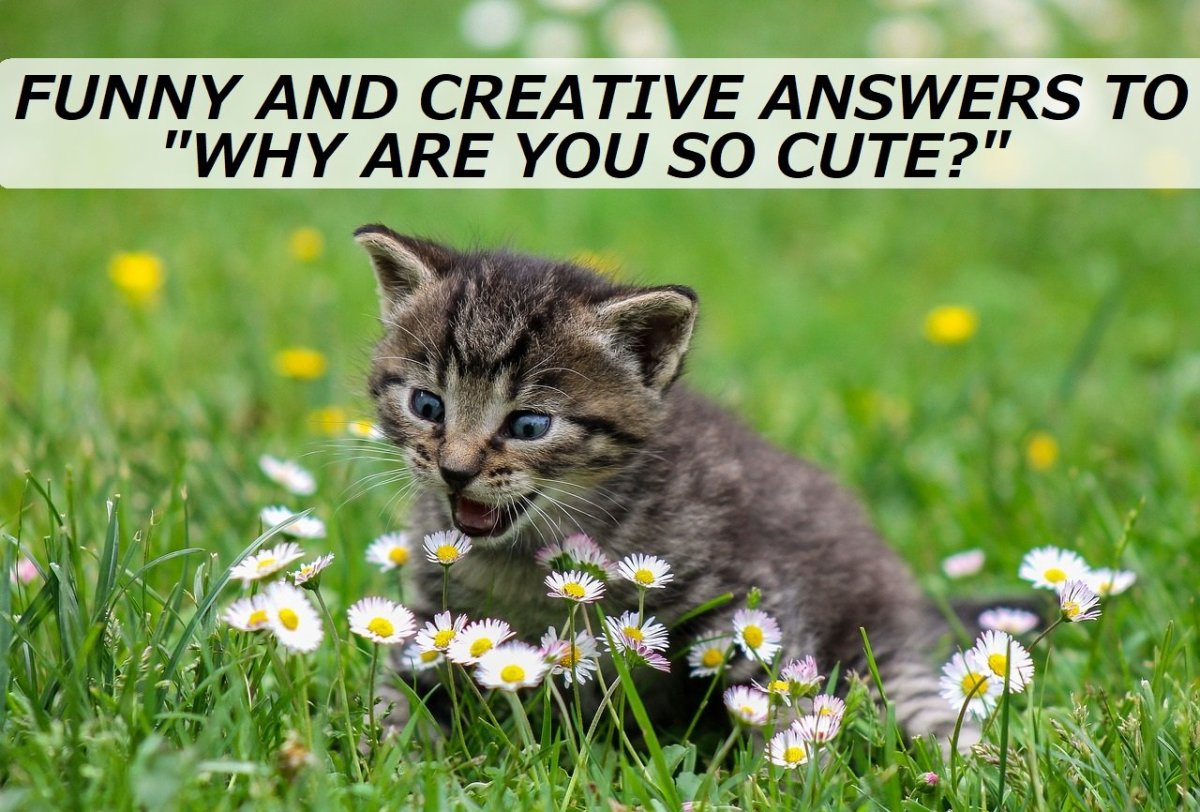 100 Funny And Creative Answers To Why Are You So Cute Pairedlife