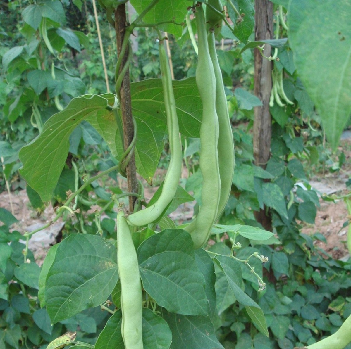 Image result for green beans garden
