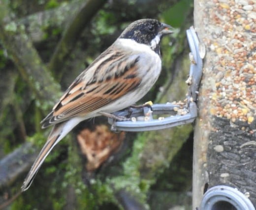 A male Common Reed Bunting.