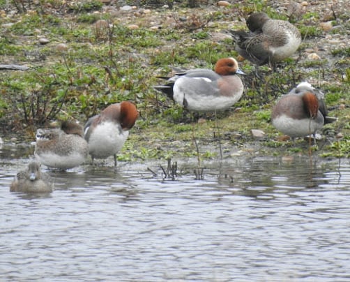 There were over 200 Eurasian Wigeon present at Ladywalk on the day of my visit.